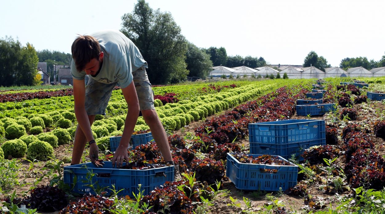 Salades Maraîchage ferme de la Vallée Velaine 08-2019 (5) Salades Maraîchage ferme de la Vallée Velaine 08-2019 (5)