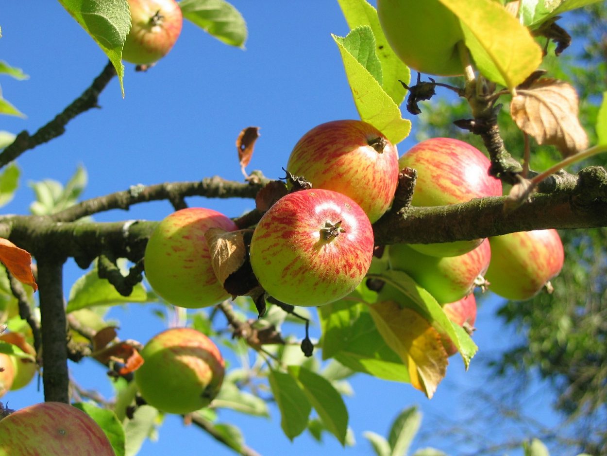 apple-tree-360083_1920